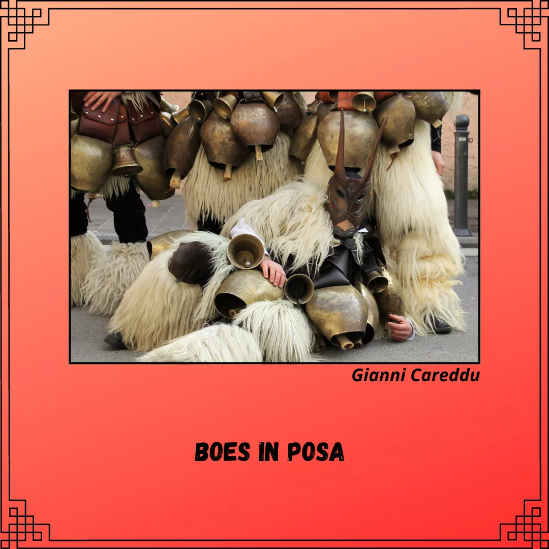 Boes in posa