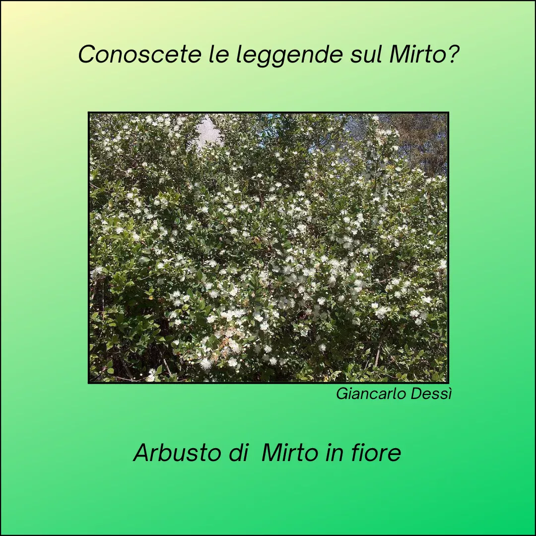Scopri di più sull'articolo Leggende sul mirto