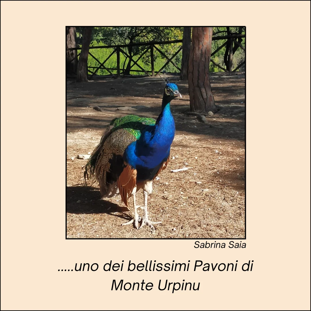 Pavone